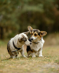 Two cute Pembroke Corgi puppies walk in a pine forest in spring.