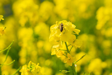  菜の花とミツバチ08_