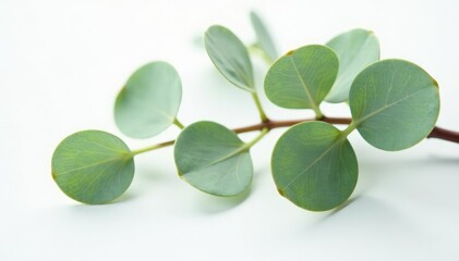 Obraz premium Single stems of eucalyptus isolated on white surface, abstract, foliage