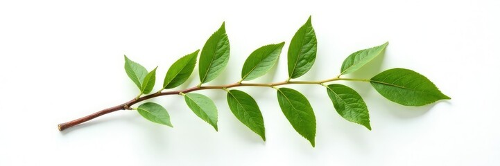Naklejka premium Single isolated branch on white background with intricate details, simple, organic