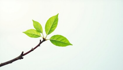 Fototapeta premium Single branch against a bright white background with subtle gradient, bark, closeup, nature