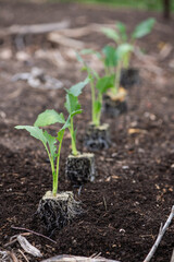 Young Vegetable Seedlings Being Planted in Soil – Sustainable Gardening Concept