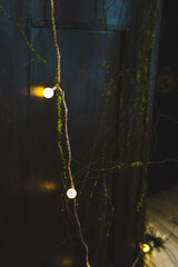 Ambient lighting enhances the rustic charm of a darkened indoor space with greenery