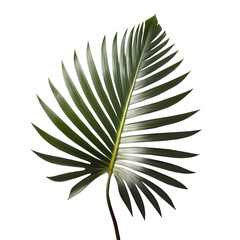 Palm leaf