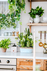 Lively kitchen decor featuring plants and natural elements in a modern living space