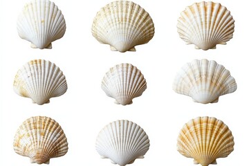 Obraz premium Nine isolated scallop shells beautifully displayed on a white background