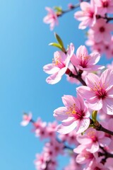 Fototapeta premium Fresh pink cherry blossoms against blue sky in springtime, blossom, design, nature