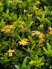 Yellow flowers in the garden.