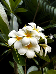 White frangipani flowers. Plumeria alba