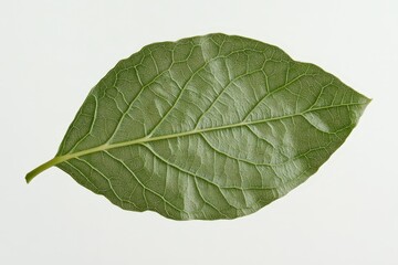 Obraz premium Detailed close up view of a single green leaf on white background