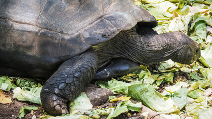 Giant turtles on Prison Island near Zanzibar