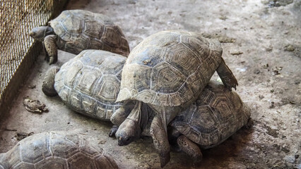 Giant turtles on Prison Island near Zanzibar