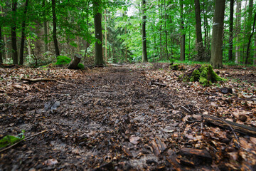Unpaved path through a dense forest.