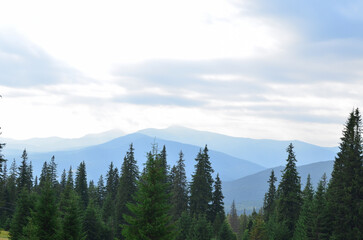 Landscape of the Carpathian Mountains coniferous trees