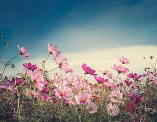 Obraz premium Soft focus beautiful cosmos flowers are blooming in vintage tones with