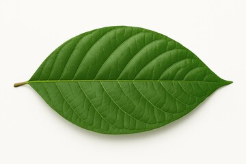 Obraz premium Vibrant green leaf lying flat against a bright white background, highlighting the intricate network of veins and showcasing the beauty of nature's design and detail