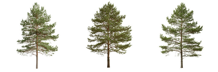 Tree growth stages forest nature scene outdoor vertical perspective