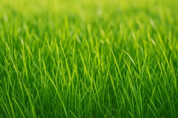 Obraz premium Lush green grass thriving under warm sunlight creates a vibrant backdrop, showcasing nature's beauty and perfectly complementing themes of spring and environmental freshness