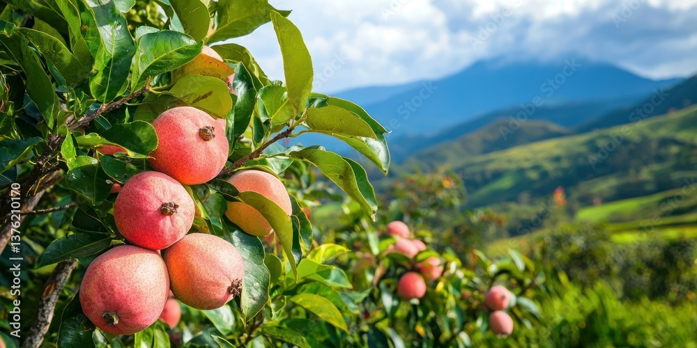 Poster Pink guavas growing on a tree in a countryside setting with mountains in the background. 