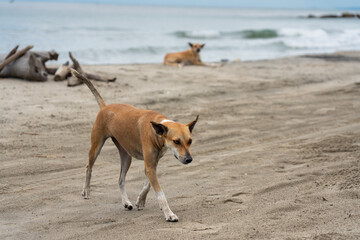 Dog walking on a golden sand beach on the Colombian coast.