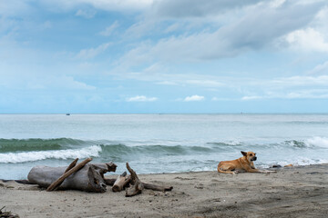 Dog resting on a sandy beach next to a tree trunk.