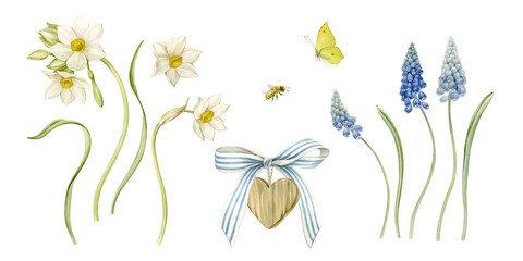 Daffodils, muscari, butterfly, heart decor with a bow - watercolor illustrations are hand-drawn and isolated from the background to create unique compositions and bouquets. Spring flowers.