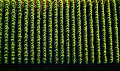 Fototapeta premium Aerial view of a neatly organized agricultural field, showcasing rows of vibrant green plants under sunlight.