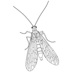 Panorpa line art vector design. Panorpa outline illustration design.