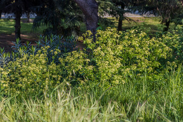 Flowering Alexanders (Smyrnium olusatrum) in a garden