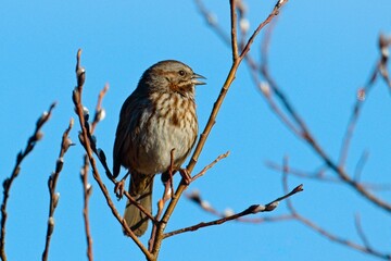 Fototapeta premium Perched song sparrow on a sunny day.