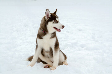 Siberian husky pup sitting in snowy landscape