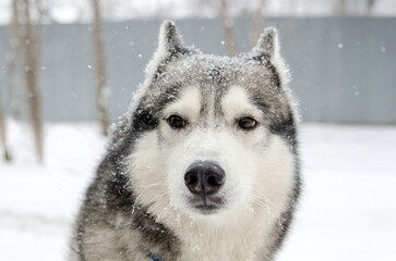 Husky in snowfall with tranquil expression