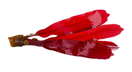 Close up of shiny red seaweed with a brown stem on a black background in studio lighting
