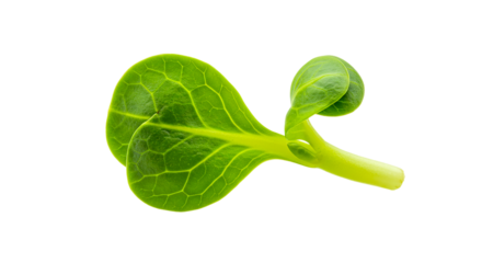 Close up of a vibrant green sprout with visible veins against a black background in soft lighting