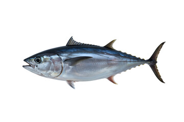 Obraz premium Ocean's Bounty: A solitary tuna fish, captured in a sharp, high-angle shot, highlighting its streamlined form and aquatic adaptations, showcasing the underwater world.