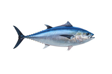 Fototapeta premium Ocean's Bounty: Tuna fish, a studio shot showcases a glistening tuna, its streamlined form a testament to marine life.
