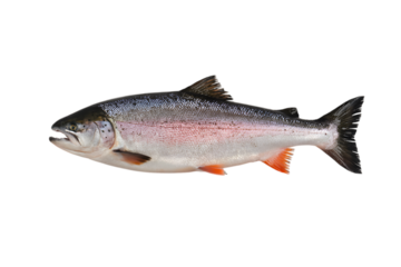 Salmon Elegance: A pristine studio shot presents a vibrant, whole salmon, showcasing its silver scales and orange accents, ready for culinary or educational applications. 