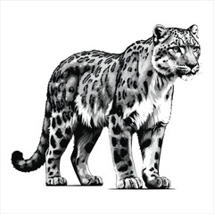 Majestic Snow Leopard in Detailed Black and White Illustration