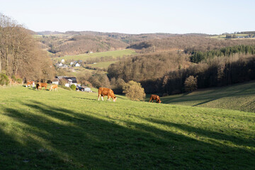 Red cows grazing on a green slope in spring. Agricultural concept