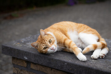 A gentle orange cat lounging on the asphalt outdoors, enjoying the warmth and comfort of the ground. A peaceful and affectionate moment captured as the cat relaxes.