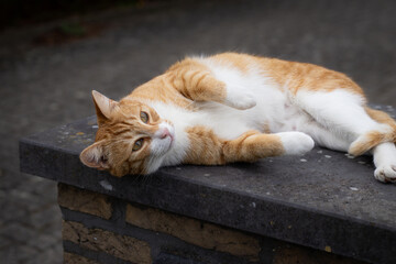 Fototapeta premium A gentle orange cat lounging on the asphalt outdoors, enjoying the warmth and comfort of the ground. A peaceful and affectionate moment captured as the cat relaxes.