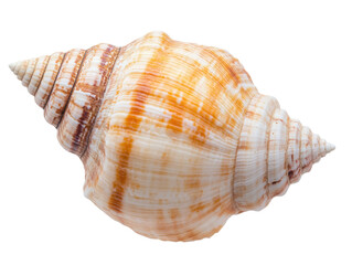 Obraz premium Decorative shell for beach decor and marine themed designs