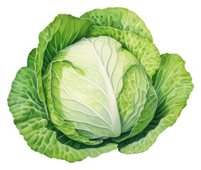 Obraz premium PNG Watercolor cabbage vegetable plant food.