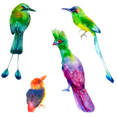 Hummingbird watercolor colorful bird clipart. Summer illustration hand drawn tropical bird