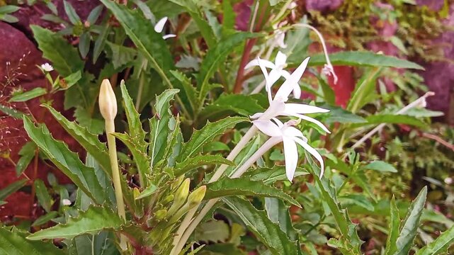 The Korejat plant (Isotoma Longiflora), although known as a natural traditional herbal medicine for eye irritation, the claim that the Korejat flower can cure nearsightedness or cataracts is a myth.