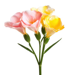 Obraz premium Stunning isolated flower on a black background highlighting its unique features and delicate petals in contrast