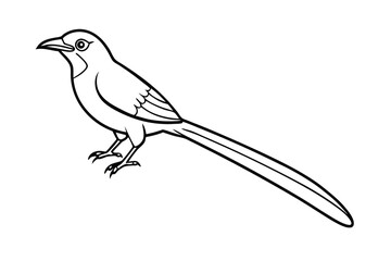 Longtailed Bird Outline Drawing Avian Illustration, Black and White