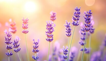 Fototapeta premium Lavender Flower Field Blooming at Sunset in Provence France Nature