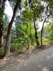 beautiful tropical trees in the garden with different types of natural elements..beautiful view of the park ,Nature photography
