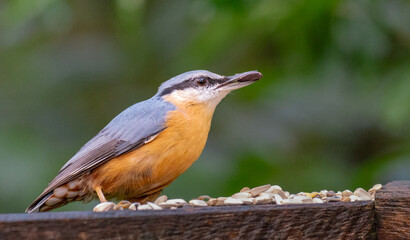 Eurasian nuthatch (Sitta europaea) with seeds in its beak
